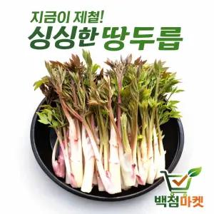 프리미엄 국산 땅두릅 자연산 청정강원 싱싱한 눈꽃 땅두릅 봄나물 고급 산나물 300g, 500g, 1kg_백점마켓