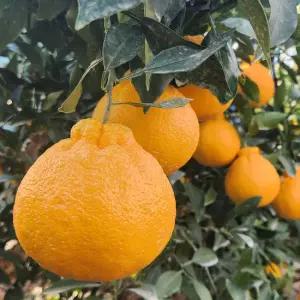 제주 가정용 못난이 한라봉 혼합과 10kg(박스포함) [P]