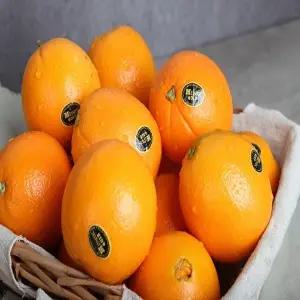 [Mpark][기획특가](특대과/11kg)26년 캘리포니아 블랙라벨 햇 오렌지(23~37과)