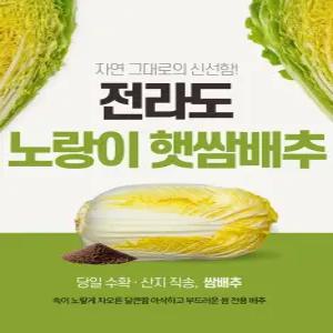 금화김치 튼실한 노랭이 쌈배추