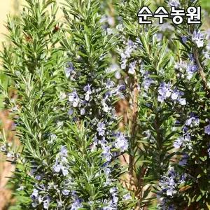 로즈마리 10cm포트 5개/허브 모종/야생화