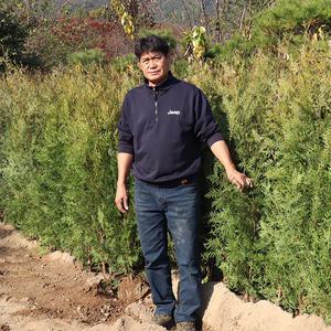 울타리 측백나무 묘목 1m, 1m20, 1m50 울타리나무 조경용 차폐용 경계수 테라스꾸미기