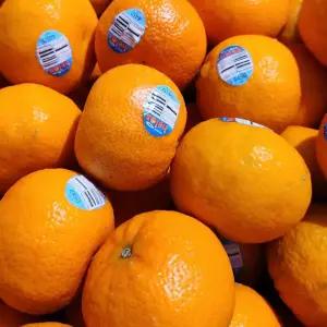 캘리포니아 감귤 만다린 1kg 외 택1 프리미엄 고당도 수입귤