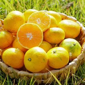 새콤달콤 제주 햇 노지감귤 4.5kg 소과 (2S)