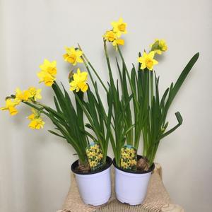 [소나무길] [2개묶음] 수선화 향수선화 히야신스 구근식물 노지월동 069 화원 농원