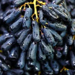 [자연맛남]고당도 블랙사파이어 포도 가지포도 1kg+1kg (총 2kg)