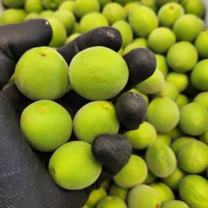 햇 하동 조각 왕특 토종 열매 청매실 5kg 10kg