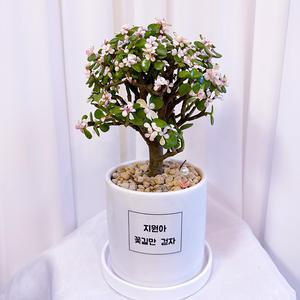 [메세지화분] 다육이 은행목 13화이트 에그스톤 개업 승진 공기정화식물 집들이 퇴사 축하화분