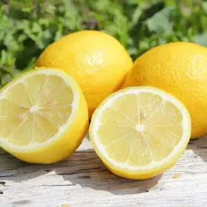 노란 제주 레몬 9kg 제주도 레몬 한박스 생 레몬 생과 국산레몬 제주 그린레몬 노란레몬 제주 청레몬