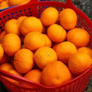 제주 레드향 3kg 중과 고당도 프리미엄 하우스 레드향 안심포장