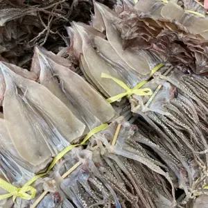 동해안 국내산 건오징어(마른오징어)대사이즈 20미 1.5kg