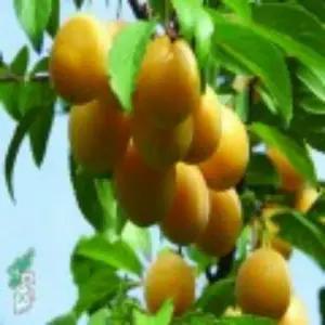 황칼슘나무_ 접목1년(2주묶음) /유실수/정원수/묘목/K0213