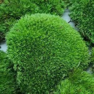 초록 생비단 이끼 테라리움 이끼 정원 분재 석부작 diy