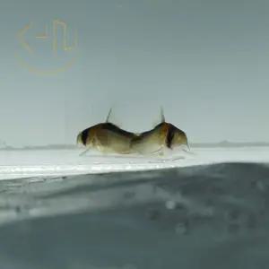 아돌포이 코리도라스 (관상어, 열대어, 청소물고기)