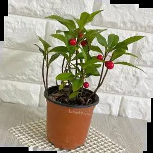 집에서키우기쉬운식물 천냥금(소) 실내공기정화식물 빨간열매나무