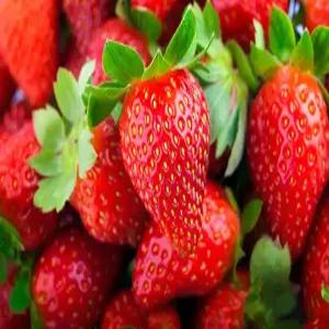 부여논산 산지 당일수확 고당도 설향딸기 난좌포장 특/왕특 1kg 내외