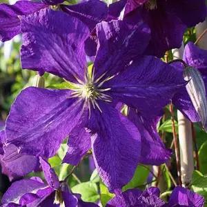 묘목 클레마티스(잭마니) _ 포트묘 []조경수/정원수/K0718