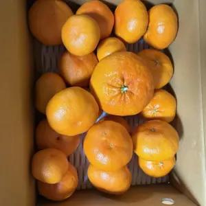 초고당도선별 새콤달콤 제주도 13Brix 귤로장생 레드향 3kg 중소과