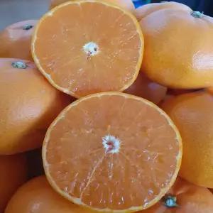 담은농가 제주 고당도 산지직송 천혜향 중소과 3kg (가정용)