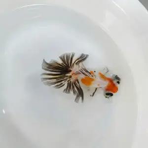 금붕어 A급 삼색 접미 7cm내외 1마리 고급 금어