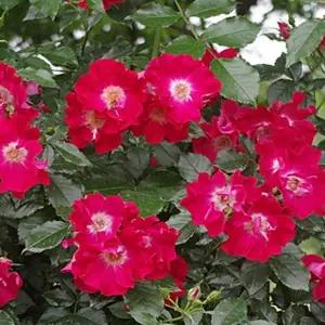 함부르크 피닉스  덩굴장미 넝쿨장미 묘목  선명한 빨강 꽃잎  rose109