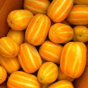 [자연의정] 성주 참외 고당도 가정용 랜덤과 3kg