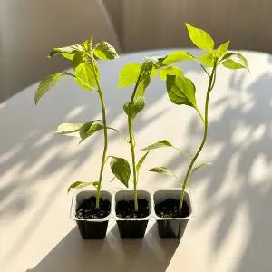 [하라네]고추 모종 고추 키우기 청양고추모종 5개