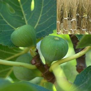 무화과나무 바나네 무화과묘목 추위에강한품종 열리는나무 1주 s26