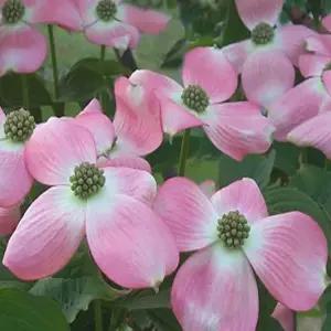 미꽃산딸나무 묘목(스텔라핑크/분홍꽃) 접목1년 특묘 뿌리1개