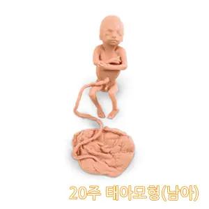 20주 태아모형 남아 학교 보건 성교육 SY LF00830