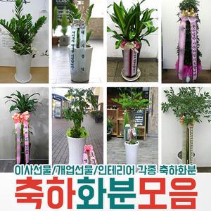 공기정화식물 개업 축하화분 화분배달 전국꽃배달