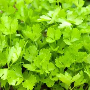 셀러리모종(3개)