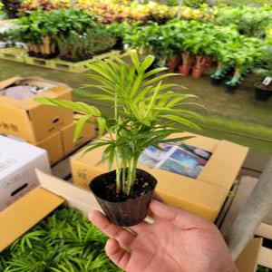 미니테이블야자 소품 미니식물 수경식물 05~15cm 14