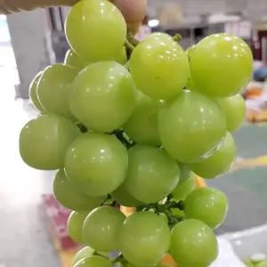 황금열매 고급 망고포도 씨없는 청포도 샤인머스캣 2kg (4-6수)