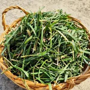 [인정식탁][오늘의채소] 국내산 노지 초벌부추 300g