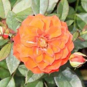 [같이가치농원]사계장미 오렌지메이드 줄장미 망포트 개화주 묘목 노지월동 여름꽃 덩쿨 덩굴 장미묘목