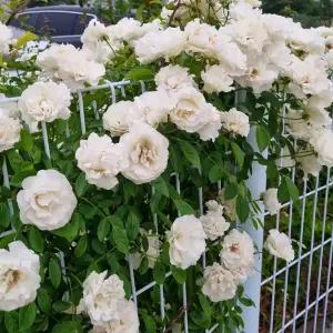 [목하원예조경]사계장미 섬머스노우 썸머스노우 5주묶음 개화주 묘목 망포트 노지월동 덩굴 장미묘목