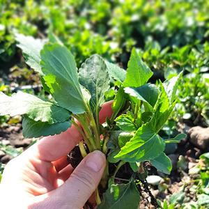 갓 수확한 청정 제주 생 취나물 3Kg 1박스