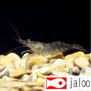 생먹이 자루 줄새우 100마리 민물새우 치어  먹이용 관상용  놀이용 체험용