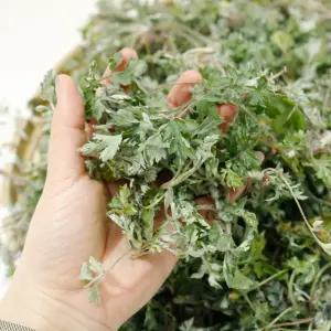 여수 거문도 쑥 1kg 해풍맞은 첫물 노지쑥 생쑥 봄나물