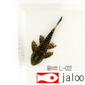 생먹이 자루 플레코 L-022 2마리 청소물고기 골드스팟 비파