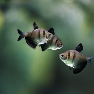 티아쿠아 열대어 블랙 테트라 5마리 관상어