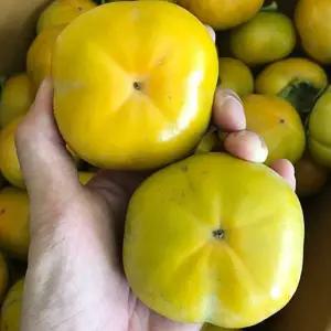 감나무 묘목 태추 단감나무 3년생 결실주