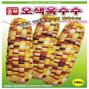 옥수수씨앗종자 오색옥수수 100립 찰옥수수