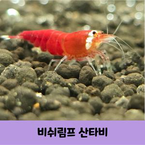 애완 관상용 산타비새우 원/투라인 비쉬림프 5마리