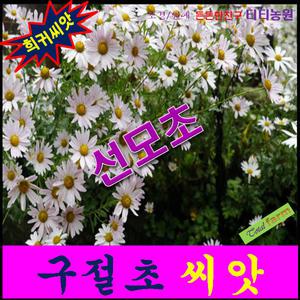 희귀씨앗/야생화꽃씨/선모초/구절초 씨앗 1kg