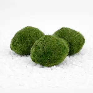 모스볼(대) 3P 수초어항 새우 놀이터 활착수초 3.5cm