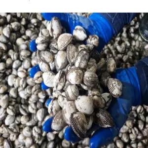 당일조업 국내산 제철 벌교 새꼬막 3kg (270미내외)