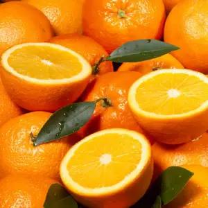 블랙라벨 오렌지 XL 특대과 / 30과