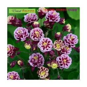 (씨앗나라) 꽃이 화려하고 아름다운 장미매발톱 10 립